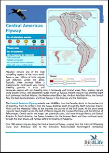 Central Americas Flyway