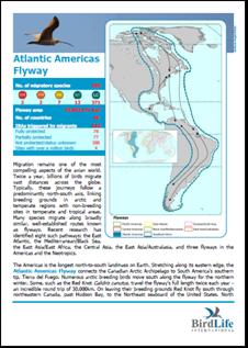 Atlantic Americas Flyway