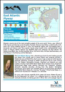 East Atlantic Flyway